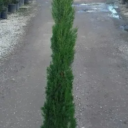 Cyprès d'italie 'Pyramidalis' (Cupressus sempervirens) — conifère étroit en pot sur allée gravillonnée · Pot 15L