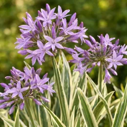 Tulbaghie 'Variegata' (Tulbaghia violacea) — ombelles de fleurs violettes au-dessus d’un feuillage panaché · Photo d'illustration