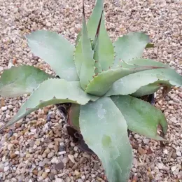Agave à feuilles ovales 'Vanzie' (Agave ovatifolia) — succulente en rosette dans un petit pot noir · Pot 2.5L