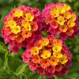 Lantanier (Lantana) — gros plan de fleurs bicolores en bouquets denses · Photo d'illustration
