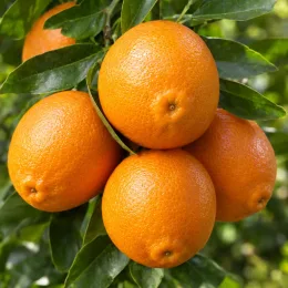 Oranger 'New hall new hall' (Citrus sinensis) — groupe de fruits orange sur feuillage vert · Photo d'illustration