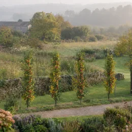 Pommier 'Valzer' (Malus ballerina) — alignement d'arbres fruitiers élancés dans grand jardin