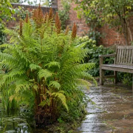 Osmunda (Osmunda regalis) — grande fougère dressée près d’un bassin · Photo d'illustration