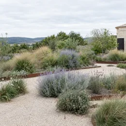 Sauge de sibérie 'Silvery blue' (Perovskia atriplicifolia) — massif de vivaces grises et mauves au jardin · Photo d'illustration