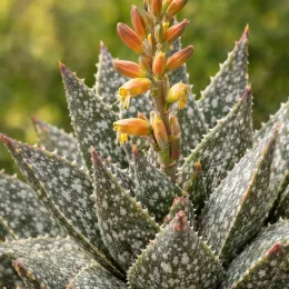Aloès flocon de neige 'Cleopatra' (Aloe) — rosette succulente mouchetée avec inflorescence orange · Photo d'illustration