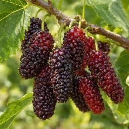 Mûrier japonais 'Shin-tso' (Morus) — grappe de fruits allongés rouges et noirs · Photo d'illustration