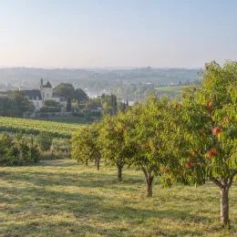 Pêcher 'Roussanne de monein' (Prunus persica) — verger d'arbres fruitiers devant paysage vallonné · Photo d'illustration