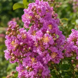 Lilas des indes 'Mardi gras' (Lagerstroemia indica) — grappes serrées de fleurs mauves fripées