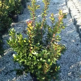 Arbousier. arbre aux fraises (Arbutus unedo) — jeune arbuste dense en pot sur gravier · Pot 15L