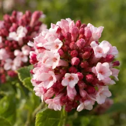 Viorne 'Aurora' (Viburnum carlesii) — gros plan sur une boule de fleurs roses · Photo d'illustration
