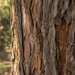 Cyprès de l'arizona 'Fastigiata' (Cupressus arizonica) — gros plan sur écorce d'arbre fissurée