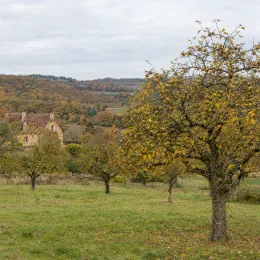Pommier 'Peatxa' (Malus domestica) — verger d’arbres fruitiers devant paysage vallonné · Photo d'illustration