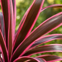 Cordyline australe 'Pacific sunrise' (Cordyline australis) — gros plan de longues feuilles bordées de rose vif · Photo d'illustration