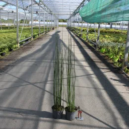 Prêle d'hiver (Equisetum americanum) — deux grands plants verts en pot dans serre · Pot 3L