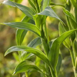 Alstrœmères 'Titan' (Alstroemeria) — tiges dressées aux feuilles vertes allongées, gros plan · Photo d'illustration