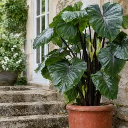 Oreille d'éléphant 'Black stem' (Colocasia esculenta) — grand feuillage vert foncé sur tiges sombres · Photo d'illustration
