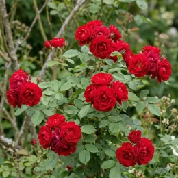Rosier 'Milano®' (Rosa) — buisson aux nombreuses fleurs rouges ouvertes