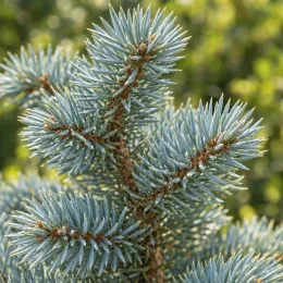 Epicéa du colorado 'Glauca' (Picea pungens) — gros plan sur aiguilles bleutées d’un conifère · Photo d'illustration