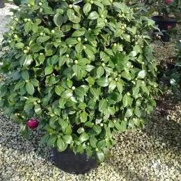 Camélia du japon (Camellia japonica) — arbuste dense à feuillage luisant avec quelques boutons · Pot 35L