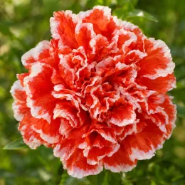Grenadier à fleurs 'Nochi shibari' (Punica granatum) — gros plan sur une fleur rouge bordée de blanc