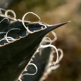 Intérieur et extérieur 'Black widow' (Agave filifera subsp. schidigera) — gros plan de feuille succulente aux fibres frisées · Photo d'illustration