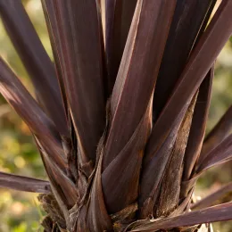 Lin de nouvelle-zélande pourpre 'Purpurea' (Phormium tenax) — gros plan sur feuillage rubané pourpre brun · Photo d'illustration