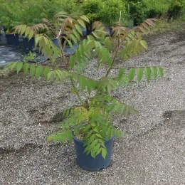 Sumac de virginie (Rhus typhina) — jeune arbuste en pot sur sol gravillonné · Pot 15L