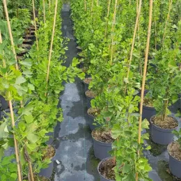 Arbre aux quarante écus 'Fastigiata blagon' (Ginkgo biloba) — rangées de jeunes arbres tuteurés en pots · Pot 8L Baliveau