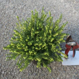Bruyère 'Darley dale rose' (Erica darleyensis) — Pot 1.3L