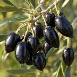 Olivier de nice 'Caillette' (Olea europaea) — grappe de fruits noirs brillants sur rameau · Photo d'illustration