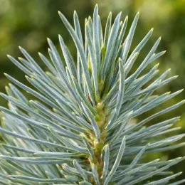 Pin parasol nain 'Silver crest' (Pinus pinea) — gros plan sur aiguilles serrées bleu vert · Photo d'illustration