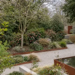 Camelia 'Beniguet' (Camelia japonica) — massif arbustif fleuri le long d’une allée gravillonnée · Photo d'illustration