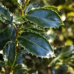Houx arbustif 'Heckenfee' (Ilex × meserveae) — gros plan sur feuillage brillant et épineux