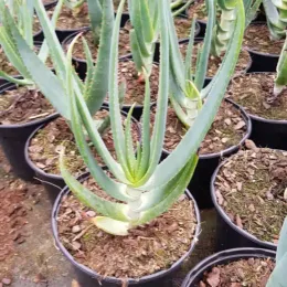 Aloe à tête penchée (Aloe hexapetala) — succulente dressée en pot de pépinière · Pot 2.5L