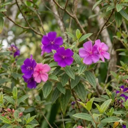 Tibouchina 'Groovy baby' (Tibouchina × mutabilis) — fleurs violettes et roses sur arbuste feuillu