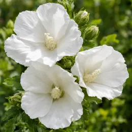 Hibiscus 'Eleonore' (Hibiscus syriacus) — trois grandes fleurs blanches avec boutons et feuillage