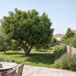 Avocatier race antillais guatémaltèque 'Atkinson' (Persea americana) — grand arbre au feuillage dense dans un jardin · Photo d'illustration
