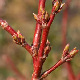 Érable rouge 'Red sunset' (Acer rubrum) — rameaux rouges avec nombreux bourgeons en gros plan
