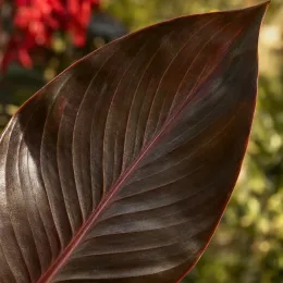 Balisier pourpre 'Triomphe' (Canna × generalis) — gros plan sur une grande feuille sombre