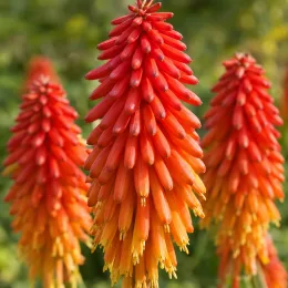 Kniphofia 'Red hot popsicle' (Kniphofia uvaria) — épis floraux serrés rouge orangé en gros plan · Photo d'illustration