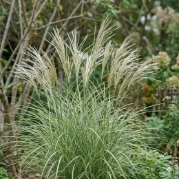 Miscanthus 'Missmini' (Miscanthus sinensis) — touffe de graminée avec épis plumeux clairs