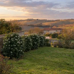 Viorne tin 'Le thoureil' (Viburnum tinus) — massif arbustif fleuri bordant une pelouse au coucher · Photo d'illustration