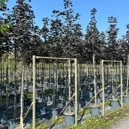 Érable plane 'Schwedleri nigrum' (Acer platanoides) — rangées d'arbres en pot tuteurés en pépinière · Pot 30L Tige 8/10