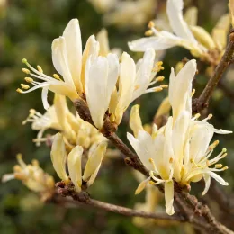 Chèvrefeuille d'hiver (Lonicera fragrantissima) — gros plan de fleurs crème sur rameaux bruns · Photo d'illustration