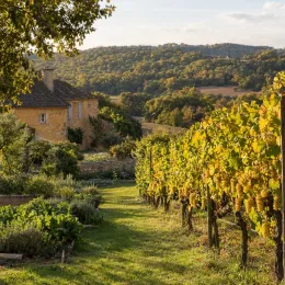 Vigne 'Chardonnay' (Vitis vinifera) — rangées de vigne chargées de grappes dorées · Photo d'illustration