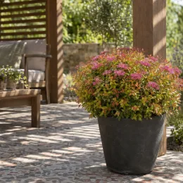 Spirée du japon 'Little flame' (Spiraea japonica) — arbuste compact fleuri en pot sur terrasse