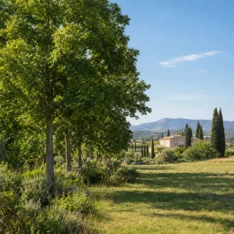 Noyer hybride 'Mj209 baccarat' (Juglans major) — allée d'arbres adultes bordant un champ provençal