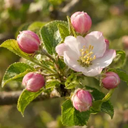 Pommier 'Eri sagarra' (Malus domestica) — fleur blanche rosée entourée de plusieurs boutons · Photo d'illustration