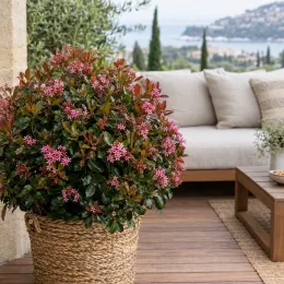 Aubépine des indes 'Coates crimson' (Rhaphiolepis delacourii) — arbuste fleuri en pot sur terrasse avec vue · Photo d'illustration