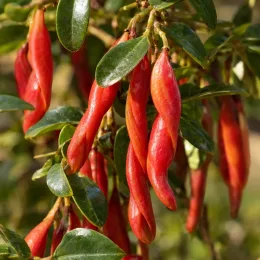 Faux-jasmin 'Et vanilla' (Trachelospermum chili) — fruits allongés rouges parmi un feuillage vert brillant · Photo d'illustration